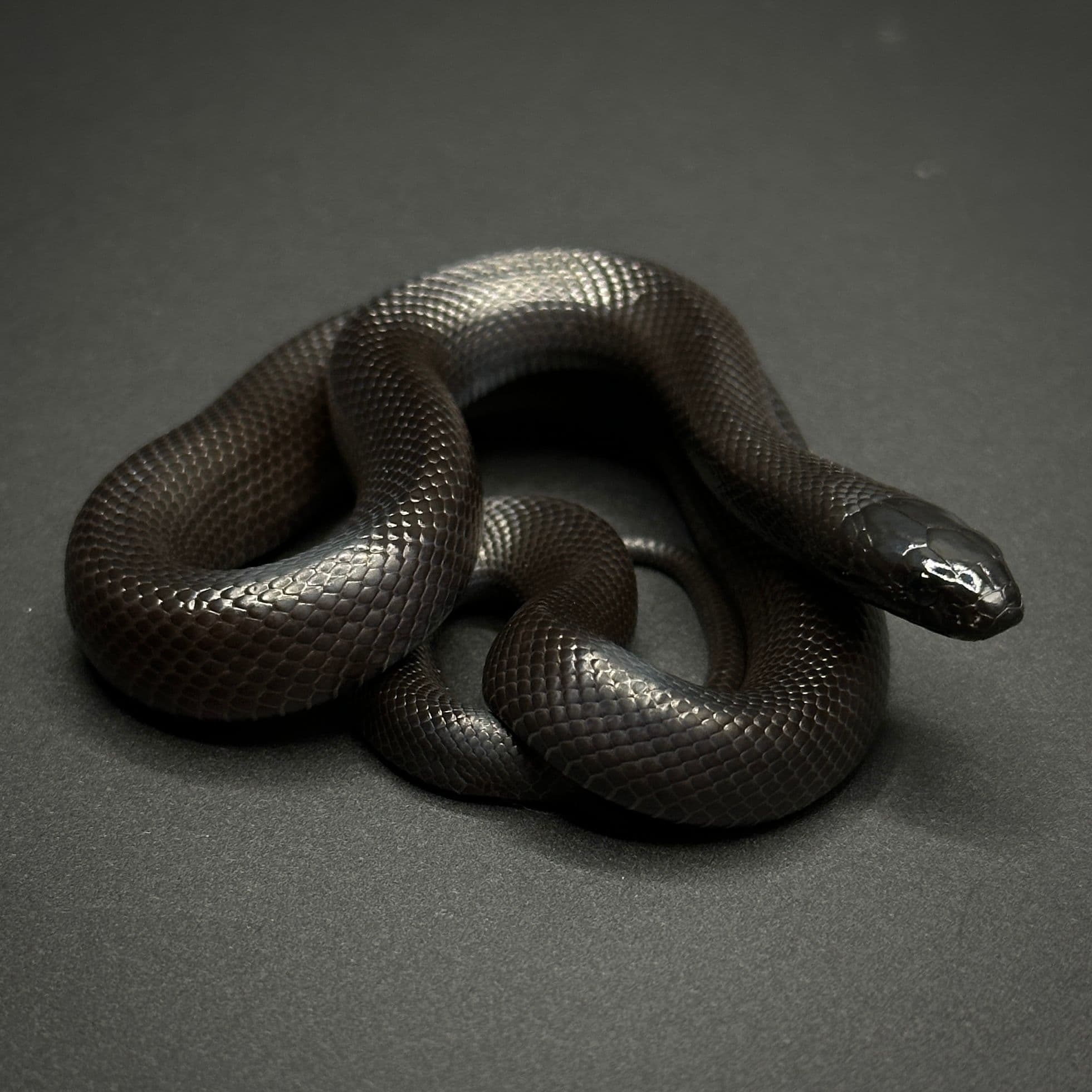 Kingsnakes