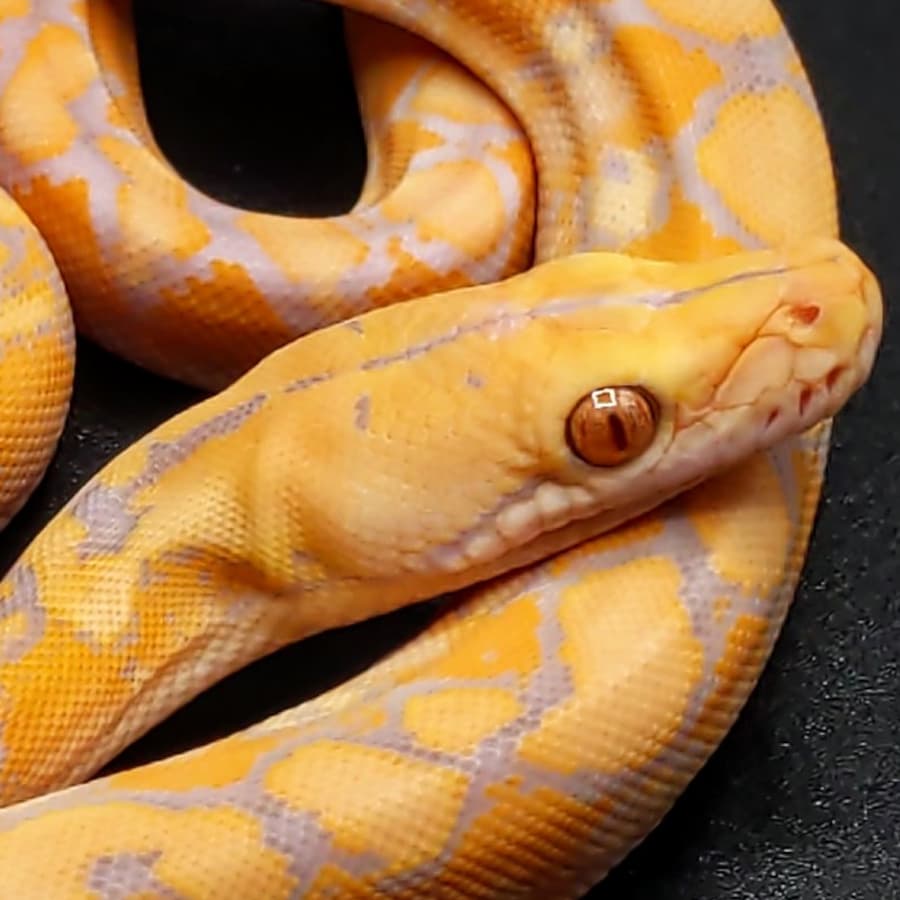 Pythons