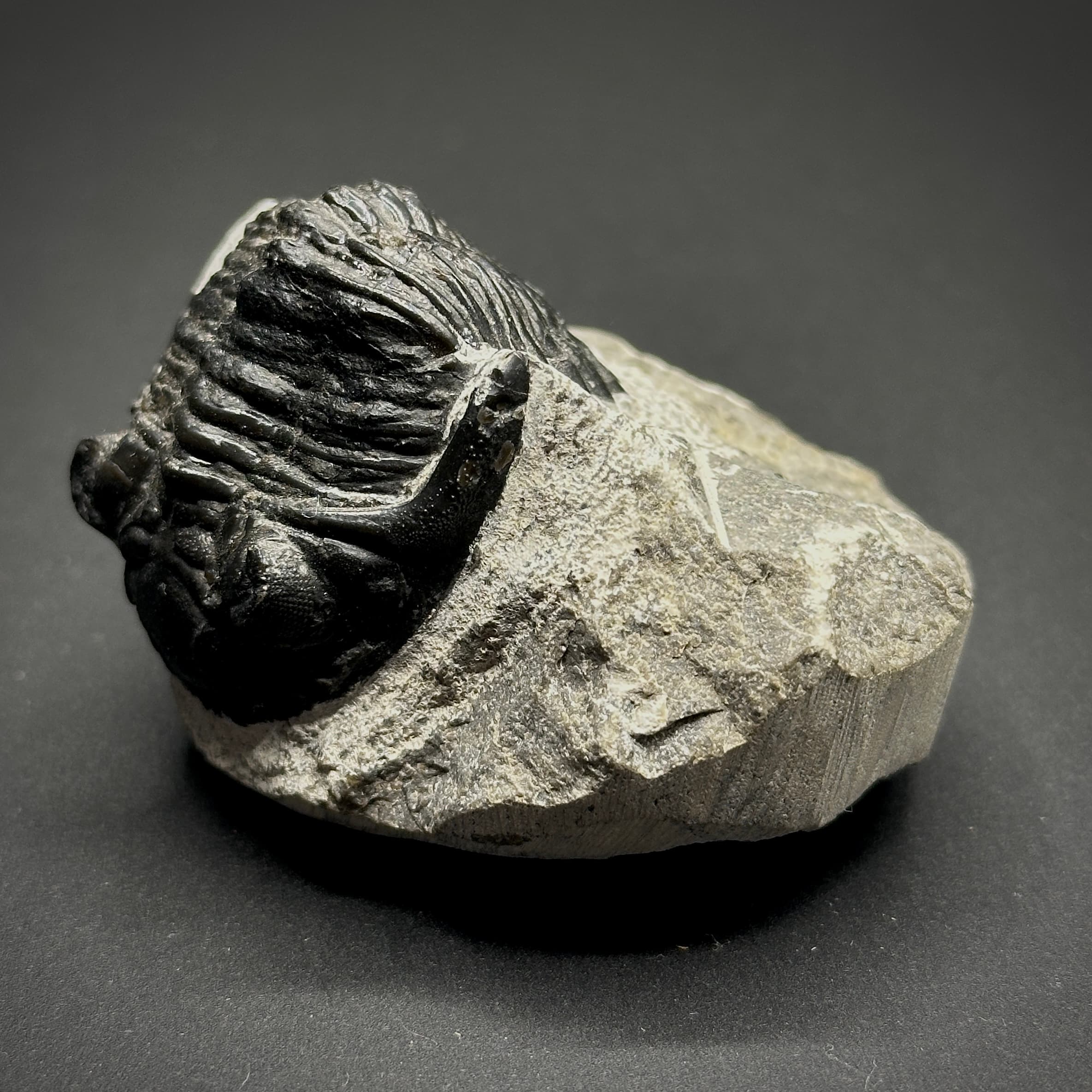 Metacanthina Trilobite