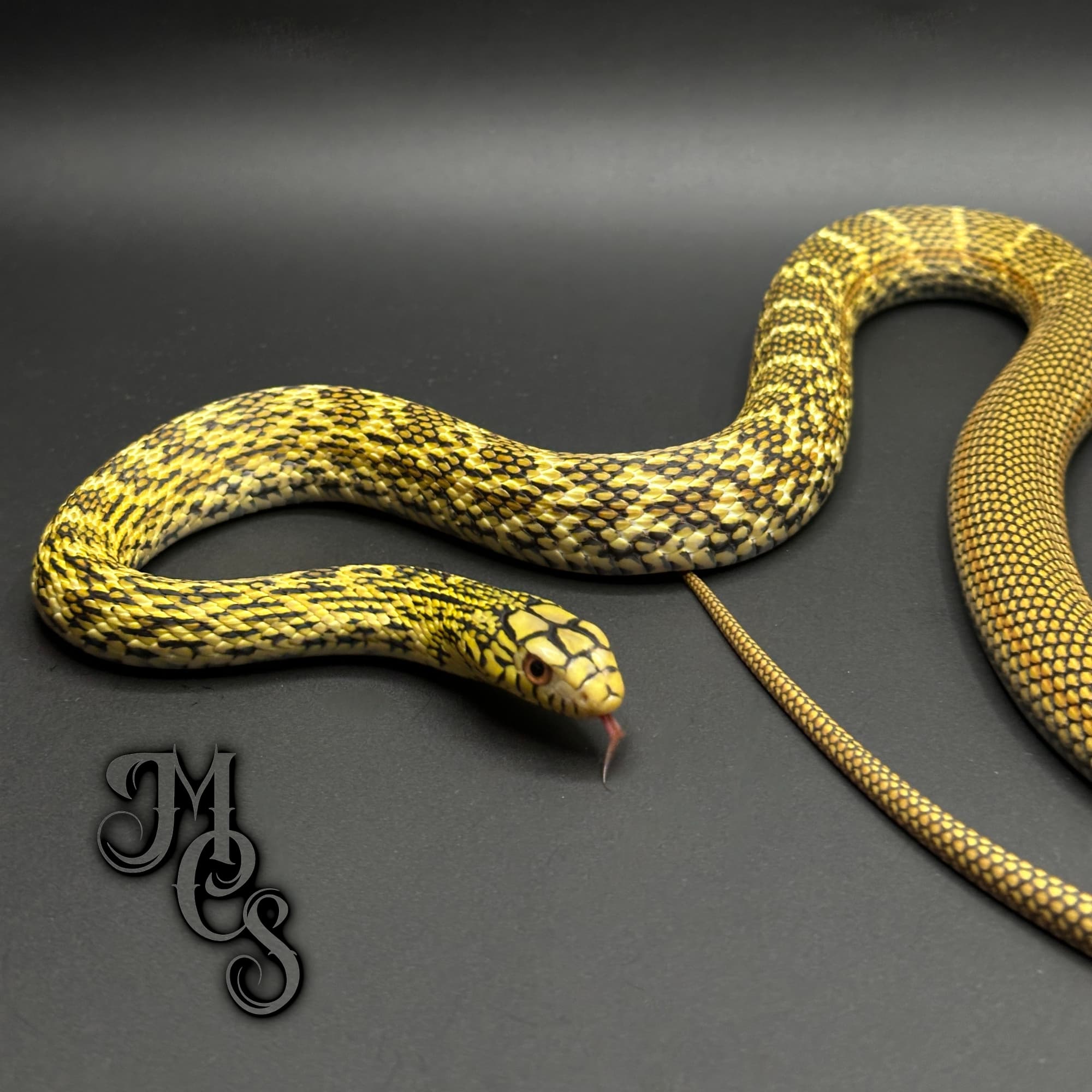 Chinese King Rat Snake