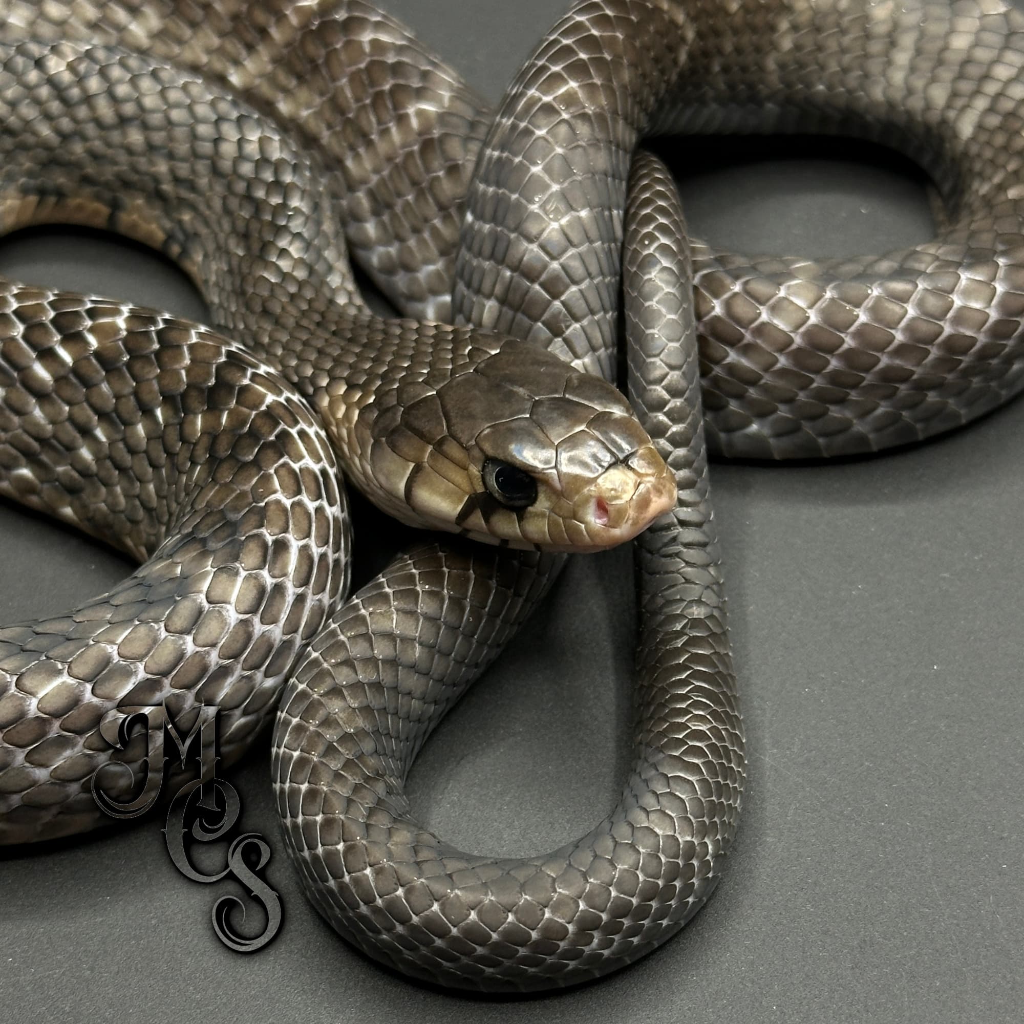 Mexican Indigo Snake