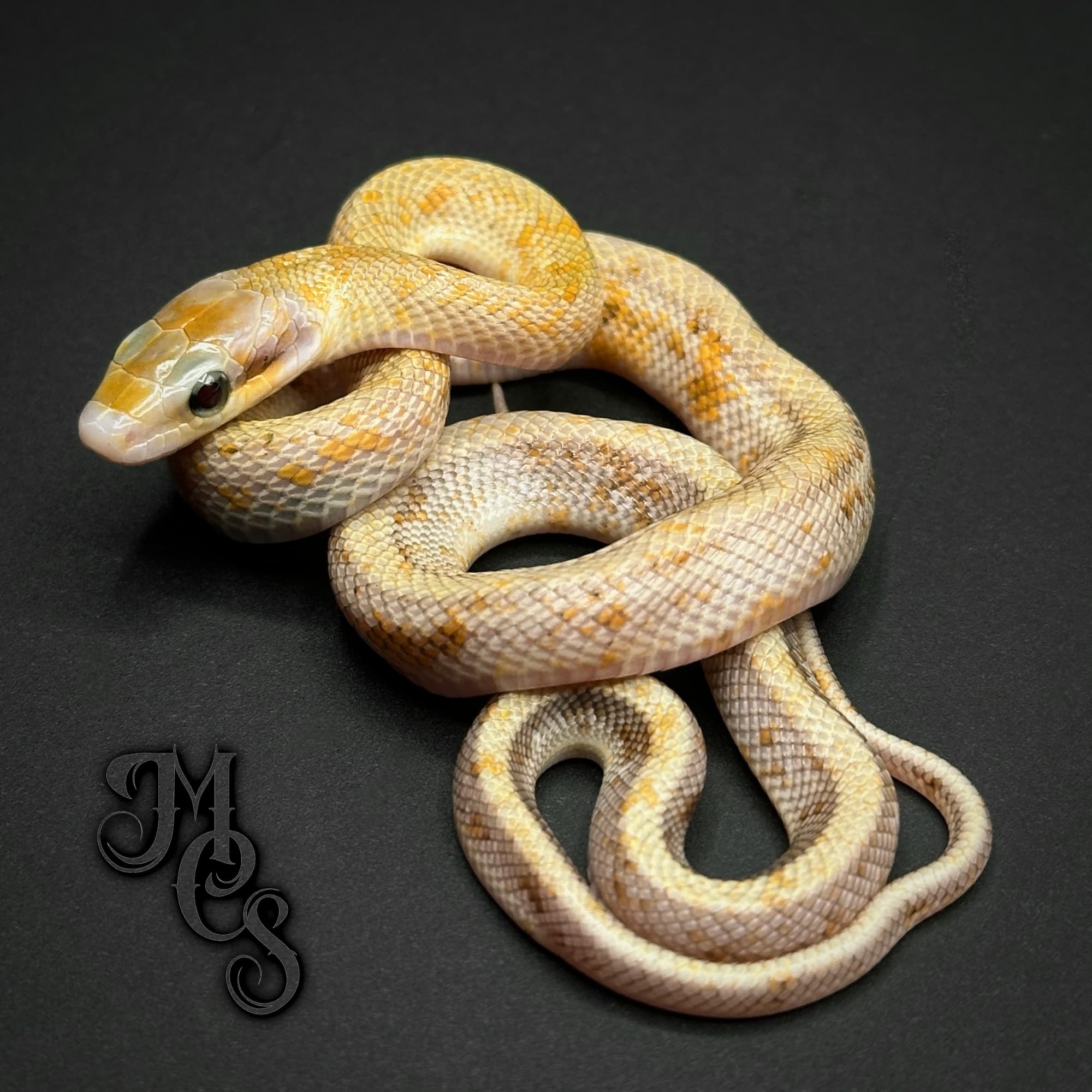 Chinese Beauty Snake