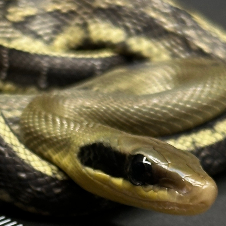 Beauty Rat Snakes