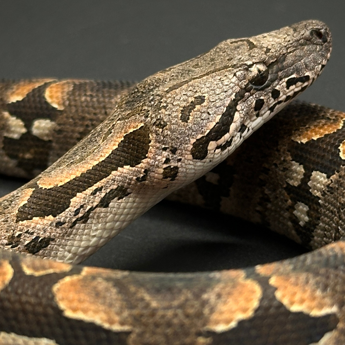 Dumeril's Boas