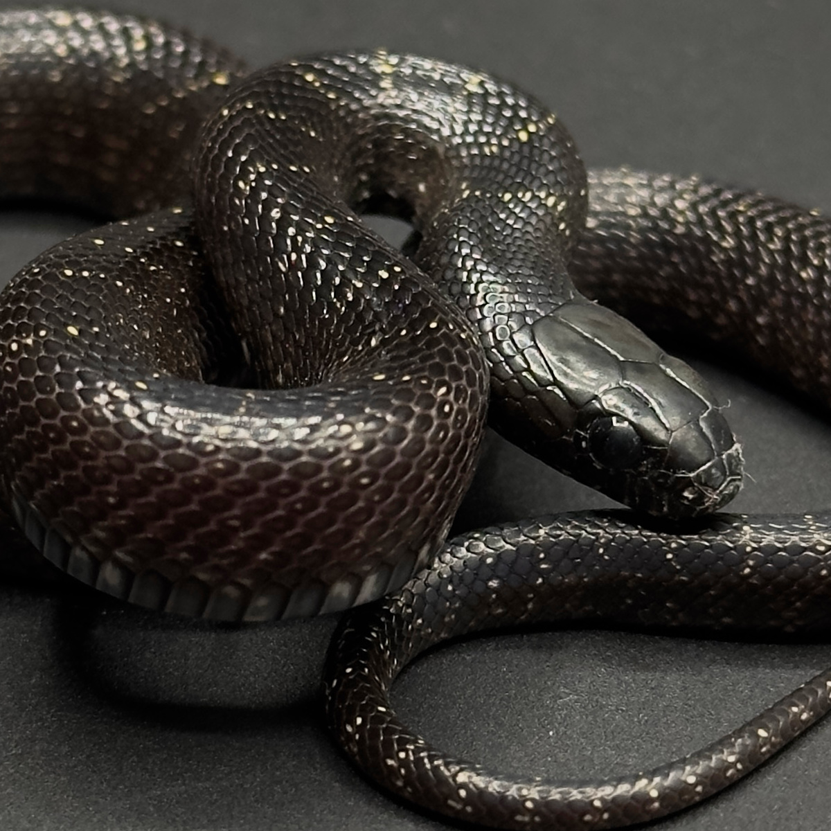 Kingsnakes