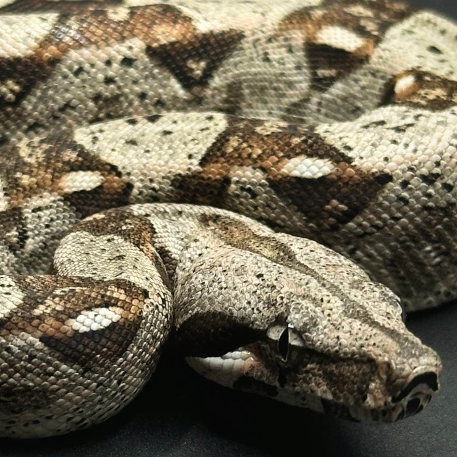 Locality Boas