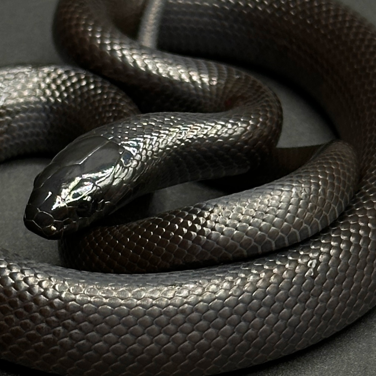 Mexican Black Kingsnakes