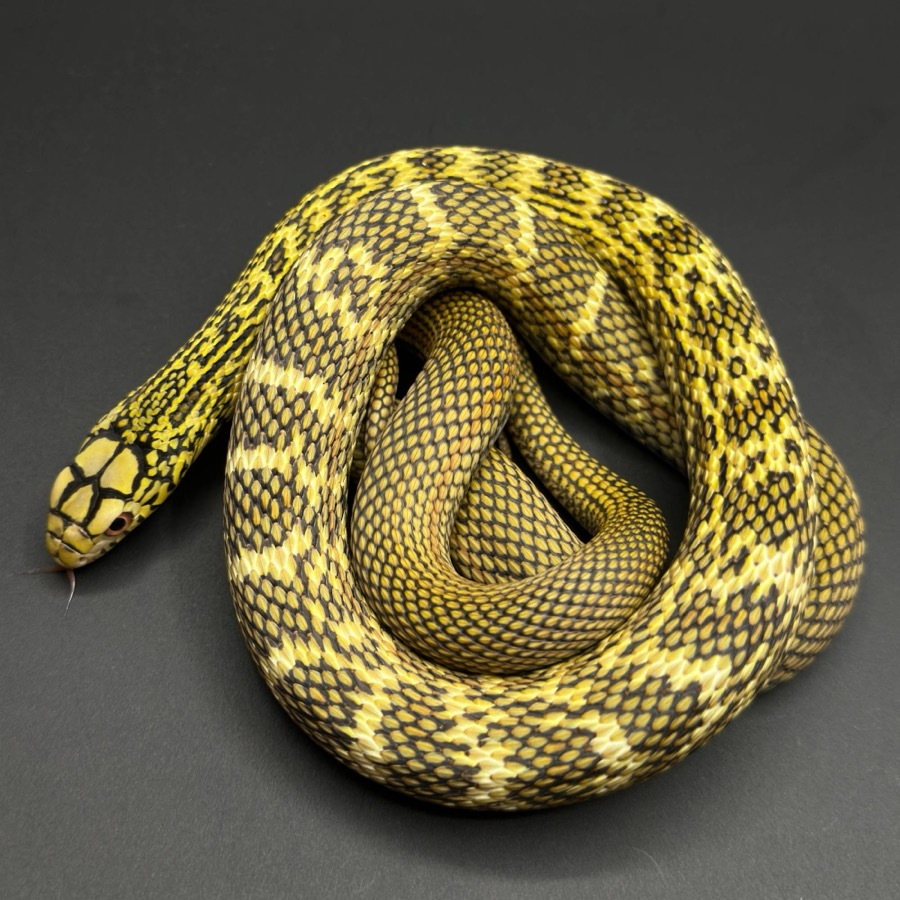 Other Rat Snakes