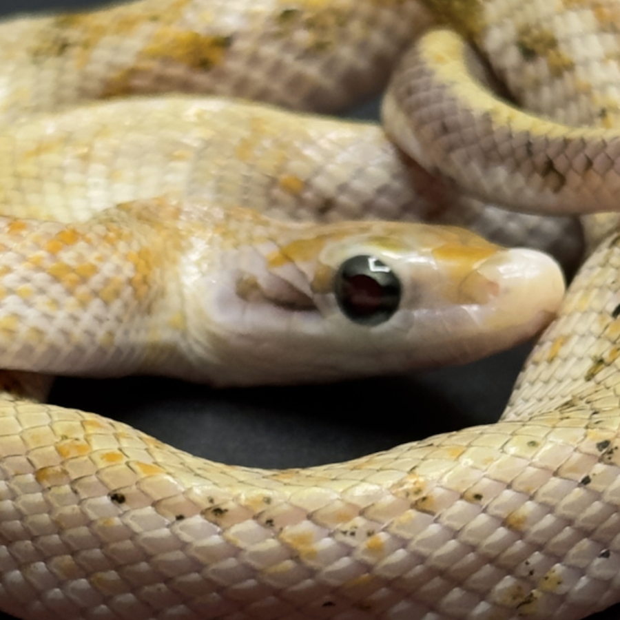 Rat Snakes
