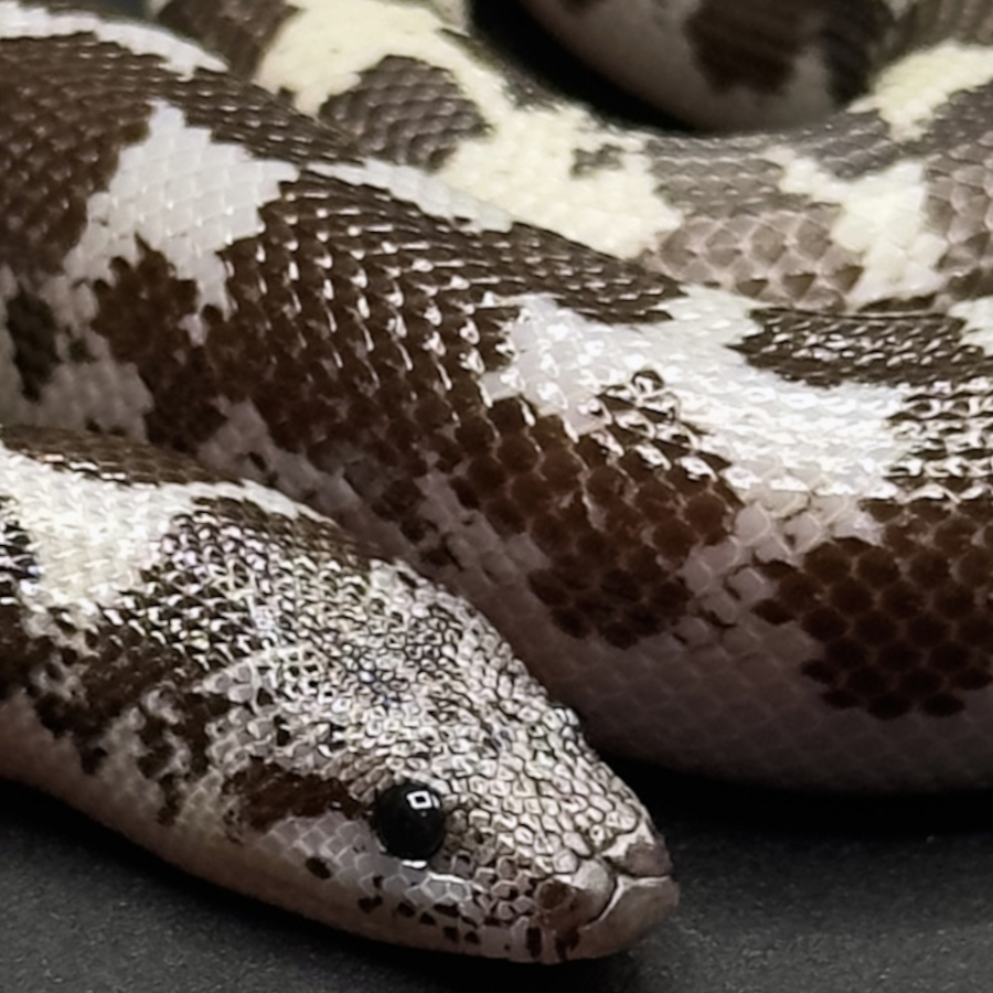 Sand Boas