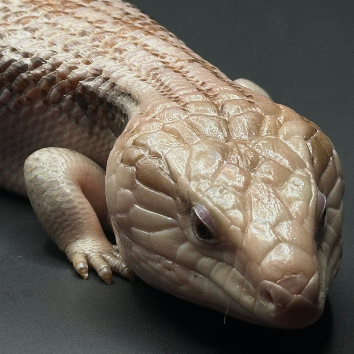 Skinks